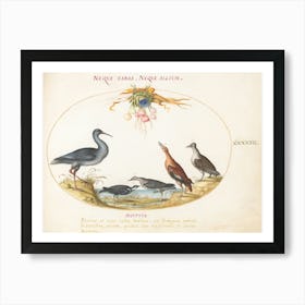 Flying And Amphibious Animals, Joris Hoefnagel (10) Art Print