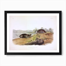 Mole Shaped Pouched Rat, John James Audubon Art Print