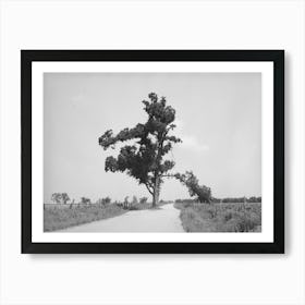 New Madrid County, Missouri, The Hanging Tree By Russell Lee Art Print