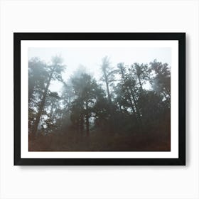 Foggy Forest - Redwoods National Park Art Print