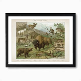 Vintage Meyers 4 Nearktische Fauna Art Print