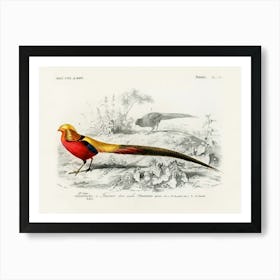 Male Golden Pheasant, Charles Dessalines D'Orbigny Art Print