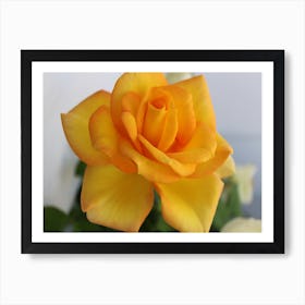 Yellow Rose Art Print