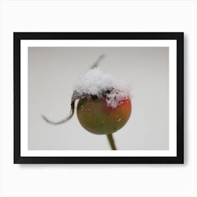 Snow On A Bud Art Print