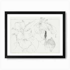 Japanese Iris Illustration From Bijutsu Sekai (1893 1896), Watanabe Seitei Art Print