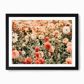 Pink Flower Field Art Print