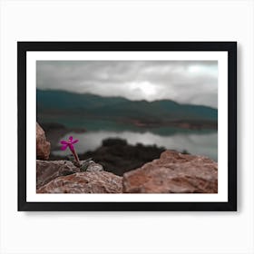 Flower On Rocks Art Print