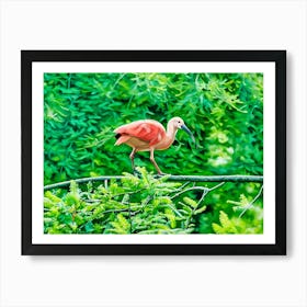 Scarlet Ibis in a Verdant Paradise. A vibrant scarlet ibis gracefully perched on a lush green branch, surrounded by a dense backdrop of vivid foliage. The scene captures the serene beauty of nature with rich colors and intricate details. Art Print