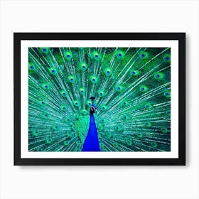Bluepeacock Bird Green Feather Art Print
