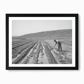 Newly Arrived Farmer On The Vale Owyhee Irrigation Project, Malheur County, Oregon By Russell Lee Art Print