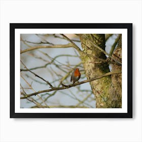 Robin in the Garden Art Print