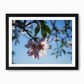 Soft pink almond blossoms and blue sky Art Print