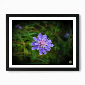 Small Blue Flower 20170819 1643pub Art Print