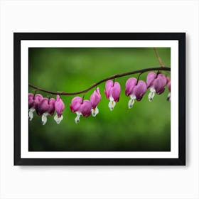 Bleeding Heart Art Print