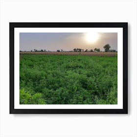 Sunset In A Field Art Print