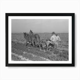 Loosening Carrots From Soil With Plow Before Pulling In Order To Prevent Breaking, Near Santa Maria, Texas By Art Print