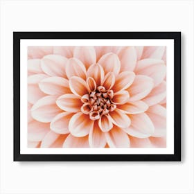 Pastel Pink Dahlia Flower Art Print