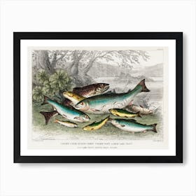 Salmon, Gilse, Salmon Trout, Great Lake Trout, Lake Trout, River Trout, And Parr, Oliver Goldsmith Art Print