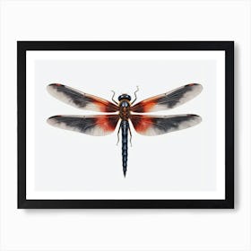 Dragonfly Black Saddlebags Tramea Lacer Vintage Illustration 7 Art Print