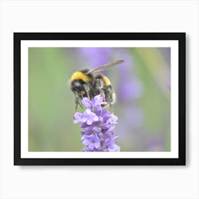 Bumblebee On Lavender Poster