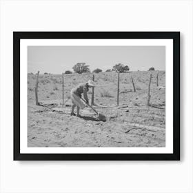 Untitled Photo, Possibly Related To Mrs, George Hutton Irrigating Her Garden, The Huttons Have Ample Water At Their Farm Art Print