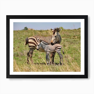 Zebra Mother With Baby Art Print