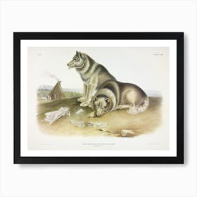 Esquimaux Dog, John James Audubon Art Print