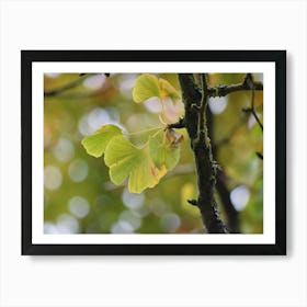 Ginkgo Leaf Poster