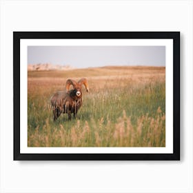 Desert Bighorn Sheep Art Print