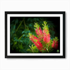 Red Flower 20180909 5pub Art Print