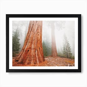 Foggy Redwood Forest Art Print