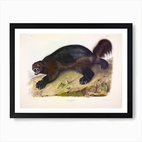 Wolverine, John James Audubon Art Print