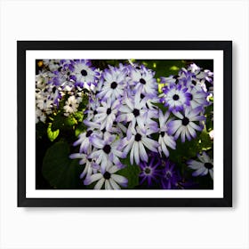 Purple And White Daisies Flower Art Print