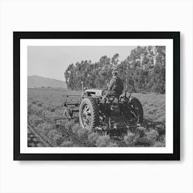 Salinas, California, Intercontinental Rubber Producers, Cultivating Guayule Shrubs By Russell Lee Art Print