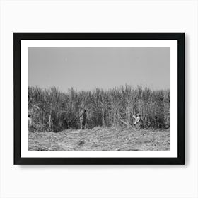 Cutting Sugarcane Near New Iberia, Louisiana By Russell Lee Art Print