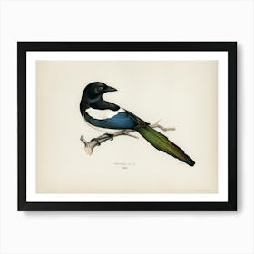 Eurasian Magpie (Pica Pica), The Von Wright Brothers Art Print