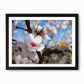 White almond blossoms and wood Art Print