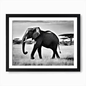 Black And White Vintage Photograph Of An Elephant In Africa Safari Art Print