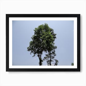 Tree Stock Videos & Royalty-Free Footage Art Print