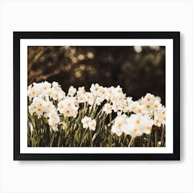 White Daffodil Flowers Art Print
