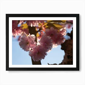 Pink blossoms of ornamental cherry 3 Art Print