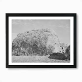 Hay For Cattle Feed On Farm On Black Canyon Project, Canyon County, Idaho By Russell Lee Art Print