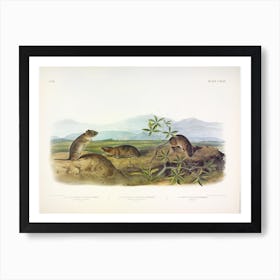 Bank Rat, John James Audubon Art Print