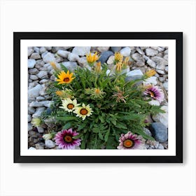 Flowers On The Rocks Art Print