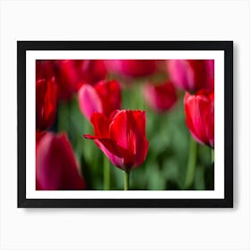 Red Tulips 1 Art Print