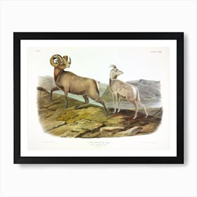 Rocky Mountain Sheep, John James Audubon  Art Print
