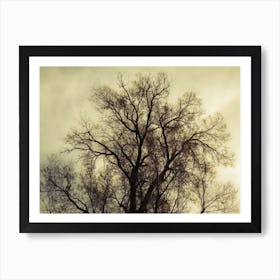 Silhouette Of Bare Tree Yellow Tone 1 Art Print