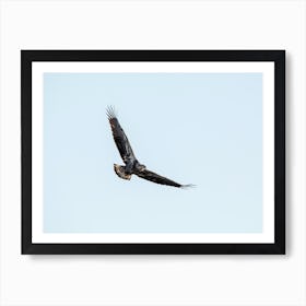 Juvenile Eagle Soaring In The Sky Art Print