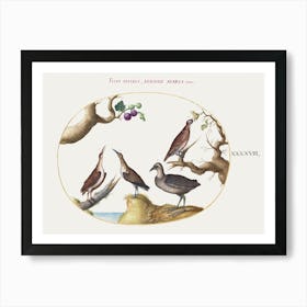 Wood Grouse, Rail, And Curlew With Hazelnuts And Figs (1575–1580), Joris Hoefnagel Art Print