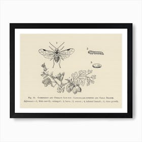 Vintage Illustration Of Caterpillar Infested, Clean Branoh, Currant Saw Fly, Gooseberry, John Wright Art Print